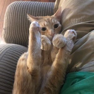 Meet your Posher, Benjamin